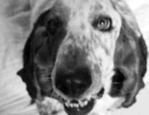 Henry the basset hound