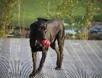 Jake From Lingfield completed his puppy training 