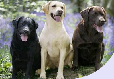 Labrador's breeders Sussex