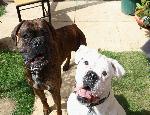 Lenny and Ozzy Two boxers from Eastbourne, Dog traning
