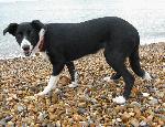 pebbles from Brighton completed her dog training 